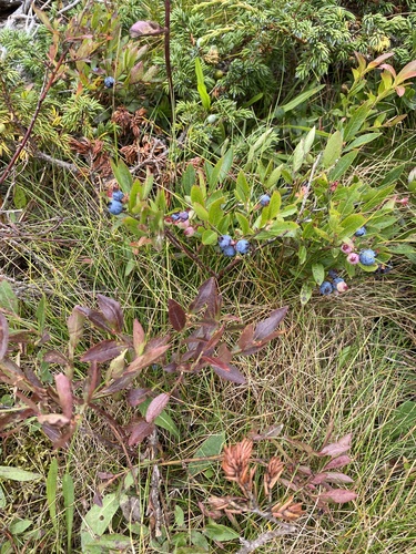 lowbush blueberry
