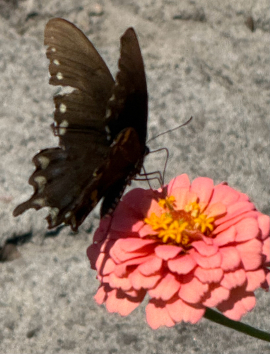 Spicebush Swallowtail