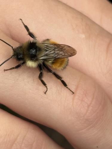 Tricolored Bumble Bee