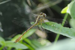 Aphylla angustifolia