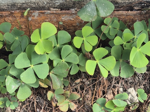 clover fern