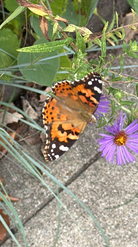 Painted Lady