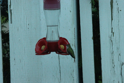 Ruby-throated Hummingbird