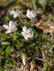 Claytonia virginica