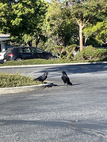 Common Raven
