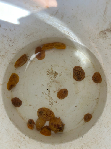 Sea Lemon