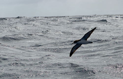 Cory's Shearwater