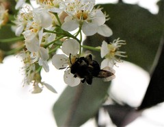 Melandrena