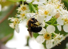 Melandrena