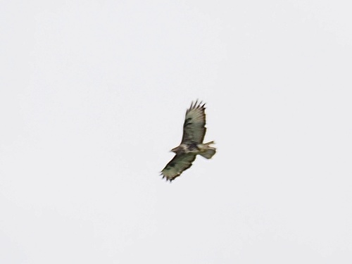 Common Buzzard