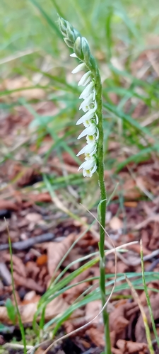 Autumn Ladies' Tresses