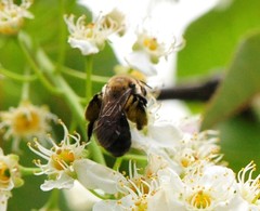 Melandrena