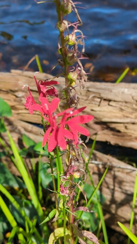 cardinal flower