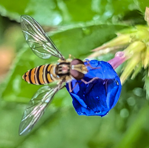 Marmalade Hover Fly