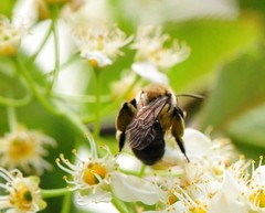 Melandrena
