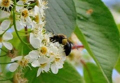 Melandrena