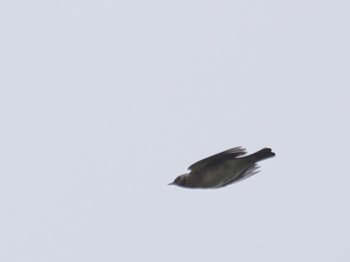 Fieldfare