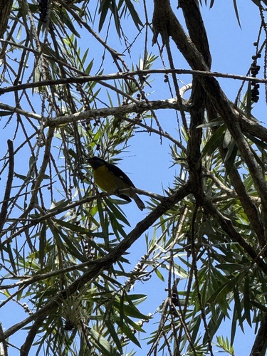 Bananaquit