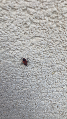 European Firebug
