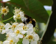 Melandrena