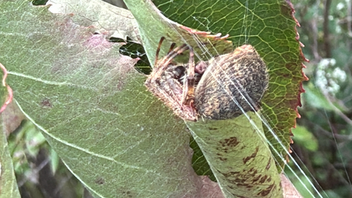 Spotted Orbweaver