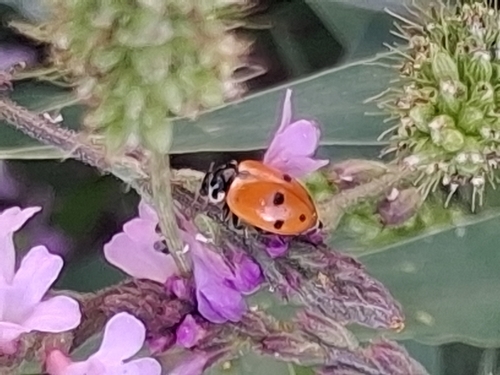 Variegated Lady Beetle