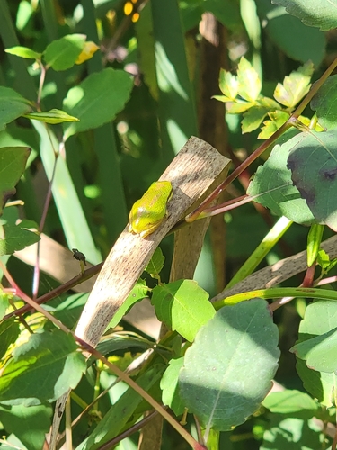Pacific chorus frog