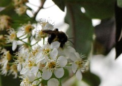 Melandrena