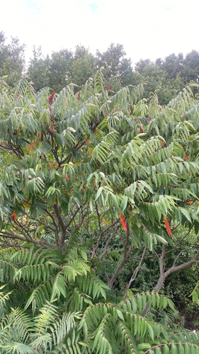 staghorn sumac