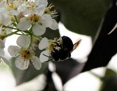 Melandrena