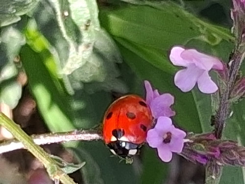 Seven-spotted Lady Beetle