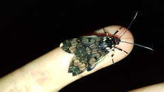 Hyaleucerea vulnerata