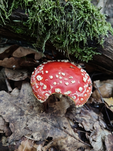 Fly Agaric