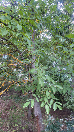 Persian walnut