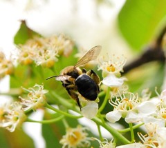 Melandrena