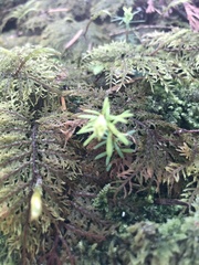 Tsuga heterophylla