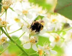 Melandrena