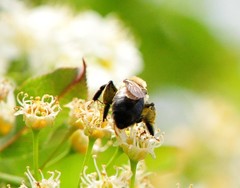 Melandrena