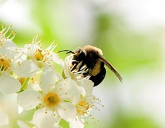 Melandrena