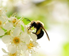 Melandrena