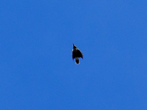 Northern Nutcracker
