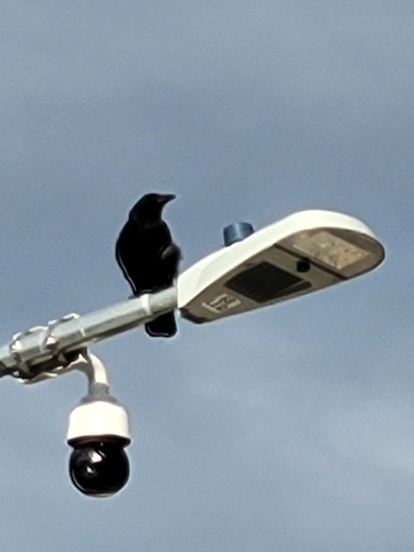 American Crow