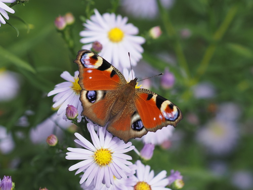 European Peacock Butterfly