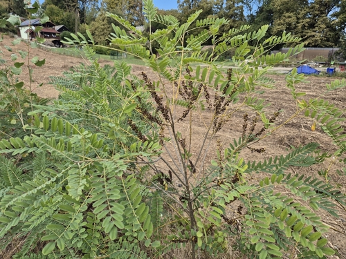 false indigo bush