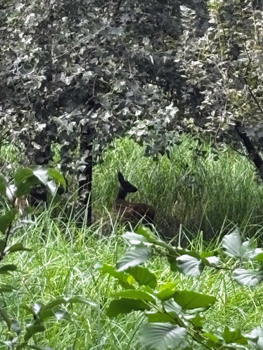 Western Roe Deer