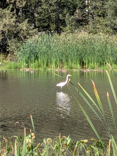 Great Egret
