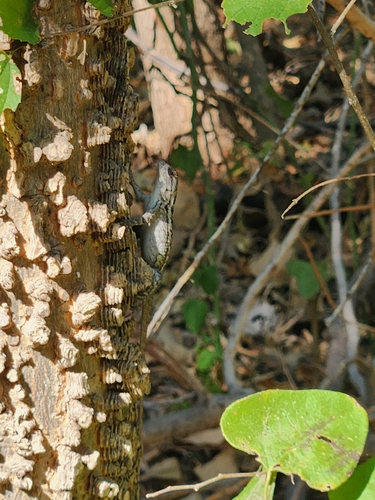 Texas Spiny Lizard