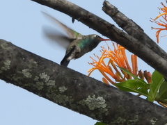 Psittacanthus calyculatus