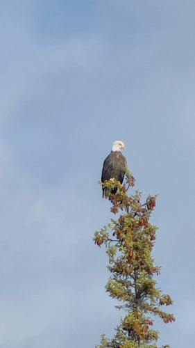 Bald Eagle