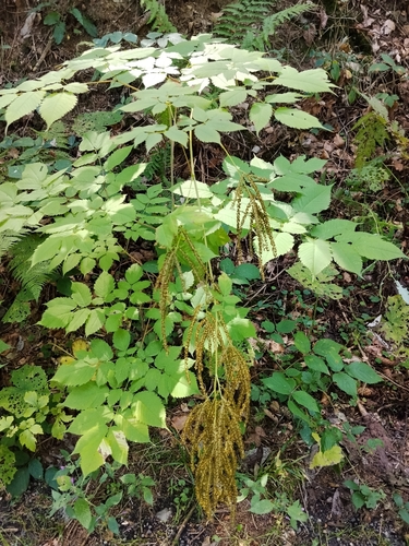 Goatsbeard